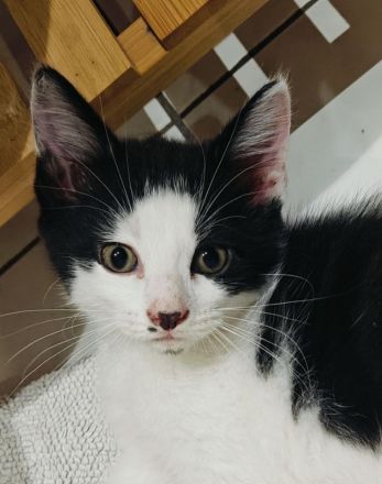 Maine-Coon/BKH-Kitten zu verkaufen (4x P2)