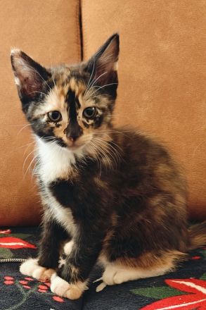 Maine-Coon/BKH-Kitten zu verkaufen (4x P2)