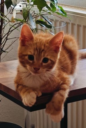 Maine-Coon/BKH-Kitten zu verkaufen (4x P2)