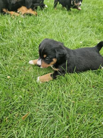 appenzeller sennenhund Welpen