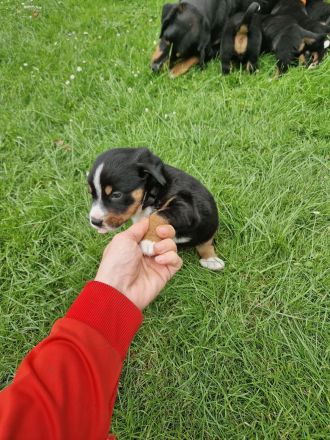 appenzeller sennenhund Welpen