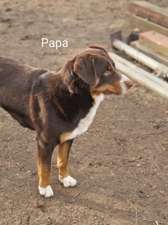 appenzeller sennenhund Welpen