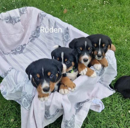 appenzeller sennenhund Welpen