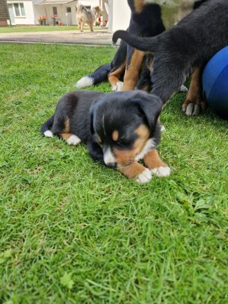 appenzeller sennenhund Welpen