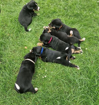 appenzeller sennenhund Welpen