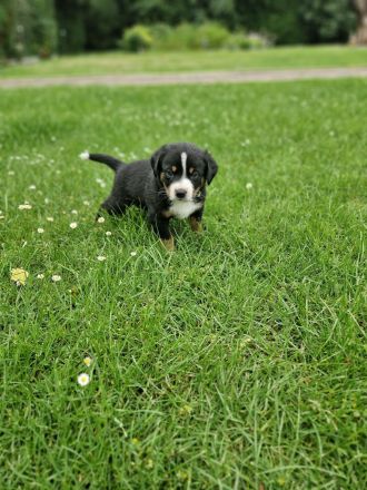 appenzeller sennenhund Welpen