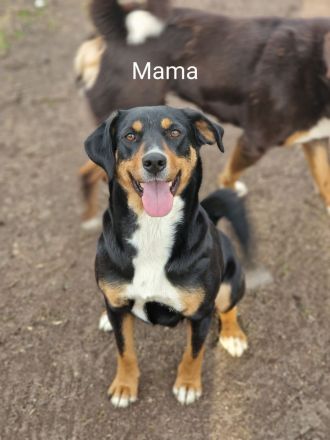 appenzeller sennenhund Welpen