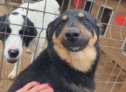 Adriana, zarte zurückhaltende junge Hündin sucht ein liebevolles Zuhause, 2 Jahre, 43 cm