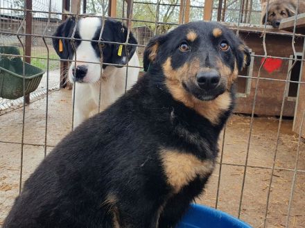 Adriana, zarte zurückhaltende junge Hündin sucht ein liebevolles Zuhause, 2 Jahre, 43 cm