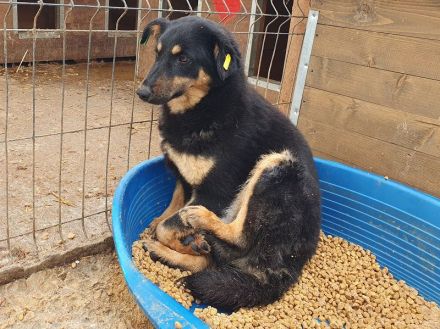 Adriana, zarte zurückhaltende junge Hündin sucht ein liebevolles Zuhause, 2 Jahre, 43 cm
