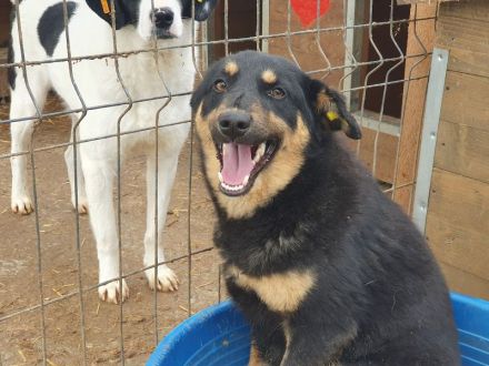 Adriana, zarte zurückhaltende junge Hündin sucht ein liebevolles Zuhause, 2 Jahre, 43 cm