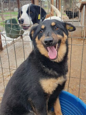 Adriana, zarte zurückhaltende junge Hündin sucht ein liebevolles Zuhause, 2 Jahre, 43 cm