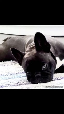 Französische Bulldogge Deckrüde