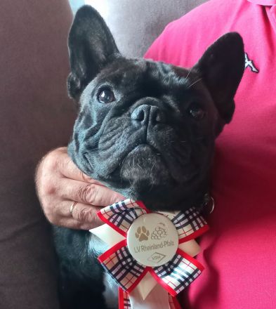 Französische Bulldogge Deckrüde