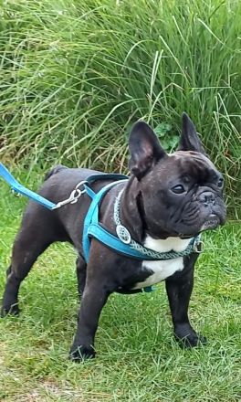 Französische Bulldogge Deckrüde