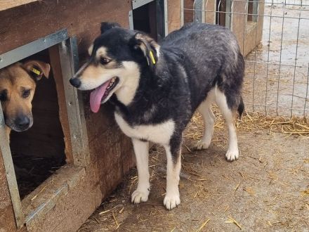 Edana, sehr schüchterne Hündin auf der Suche nach einfühlsame und geduldige Menschen, 6 Jahre 57 cm