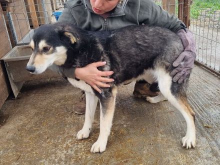 Edana, sehr schüchterne Hündin auf der Suche nach einfühlsame und geduldige Menschen, 6 Jahre 57 cm