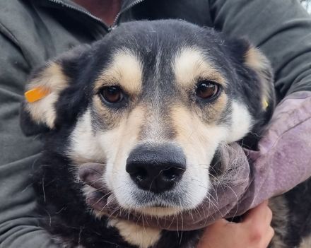 Edana, sehr schüchterne Hündin auf der Suche nach einfühlsame und geduldige Menschen, 6 Jahre 57 cm