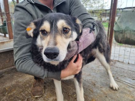 Edana, sehr schüchterne Hündin auf der Suche nach einfühlsame und geduldige Menschen, 6 Jahre 57 cm