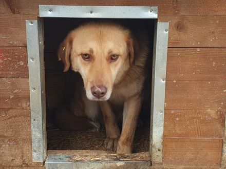 Janni, hübscher, unsicherer Rüde, sucht ein geduldiges, hundeerfahrenes Zuhause, 4 Jahre, 61 cm