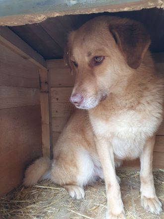 Janni, hübscher, unsicherer Rüde, sucht ein geduldiges, hundeerfahrenes Zuhause, 4 Jahre, 61 cm