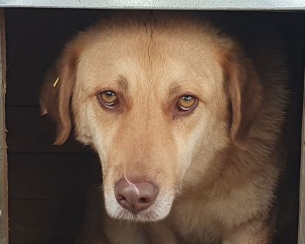 Janni, hübscher, unsicherer Rüde, sucht ein geduldiges, hundeerfahrenes Zuhause, 4 Jahre, 61 cm
