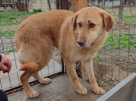 Janni, hübscher, unsicherer Rüde, sucht ein geduldiges, hundeerfahrenes Zuhause, 4 Jahre, 61 cm