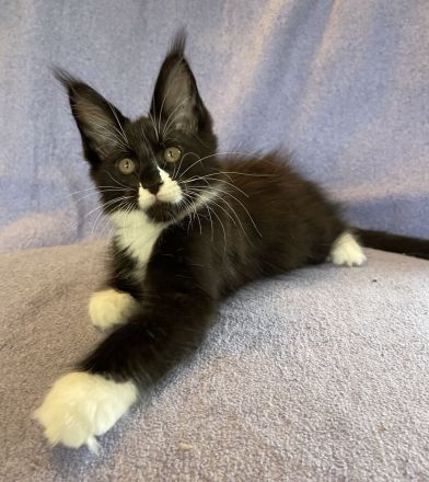 Maine Coon Katerchen  in black white und red Ticked tabby