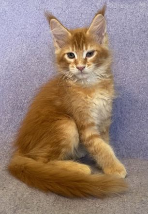 Maine Coon Katerchen  in black white und red Ticked tabby