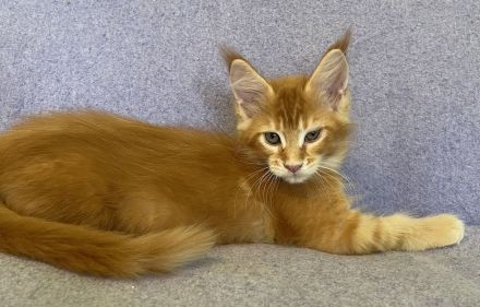 Maine Coon Katerchen  in black white und red Ticked tabby