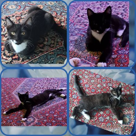 Maine Coon Mix Kater abzugeben