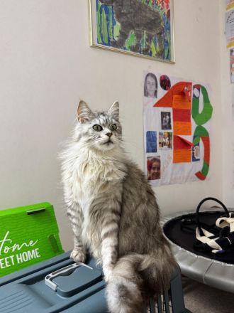 Süße Maine Coon Babies  suchen liebevolles Zuhause