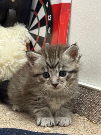Süße Maine Coon Babies  suchen liebevolles Zuhause