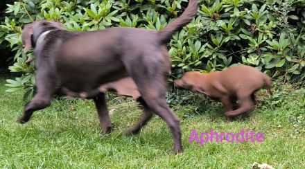 Braune Labrador-Welpen suchen ein neues liebevolles Zuhause