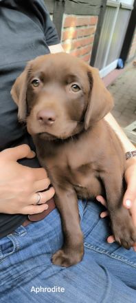 Braune Labrador-Welpen suchen ein neues liebevolles Zuhause