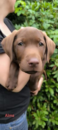 Braune Labrador-Welpen suchen ein neues liebevolles Zuhause