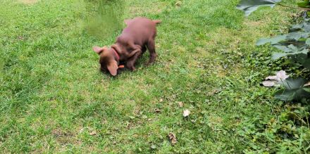 Braune Labrador-Welpen suchen ein neues liebevolles Zuhause