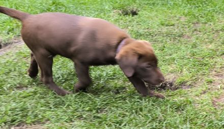 Braune Labrador-Welpen suchen ein neues liebevolles Zuhause