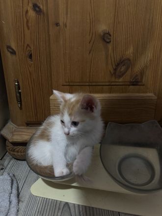 Katzenbabys zu verkaufen