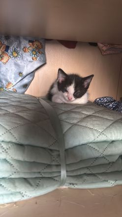 Katzenbabys zu verkaufen