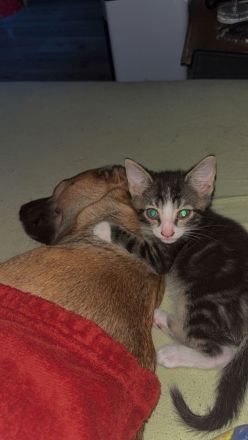 Katzenbabys zu verkaufen