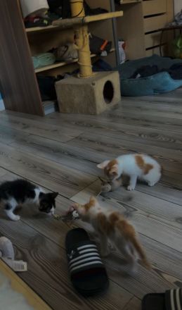 Katzenbabys zu verkaufen