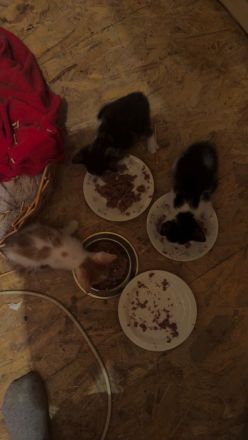 Katzenbabys zu verkaufen