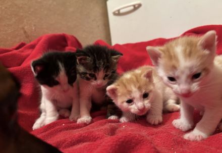 Katzenbabys zu verkaufen