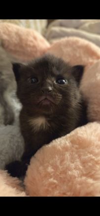 Zwei BKH kitten abzugeben