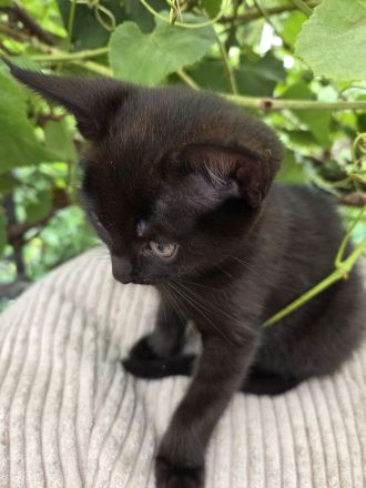 Zwei BKH kitten abzugeben