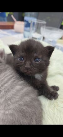 Zwei BKH kitten abzugeben