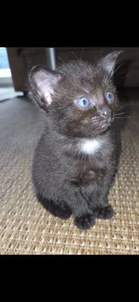 Zwei BKH kitten abzugeben