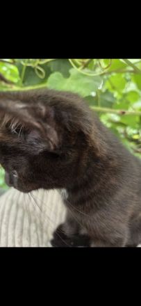 Zwei BKH kitten abzugeben