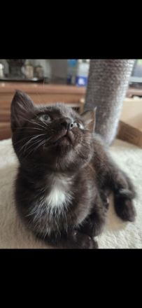 Zwei BKH kitten abzugeben